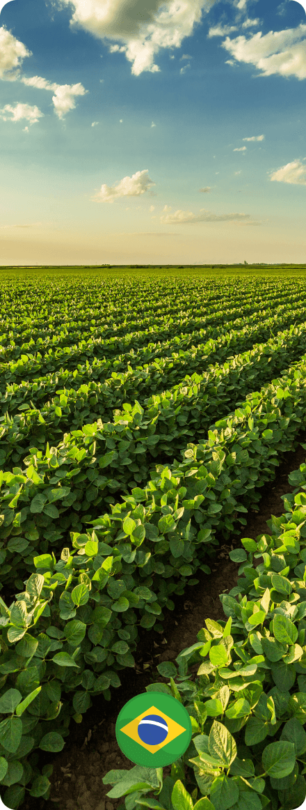Plantação de soja no Brasil Plantação de soja no Brasil